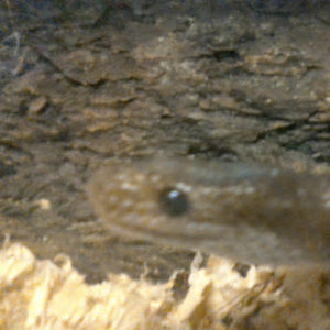 Meet your Posher, Elias